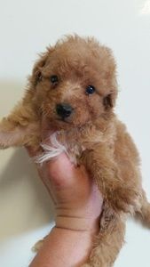 Meet your Posher, Rhea